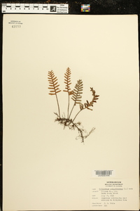 Polypodium polypodioides image