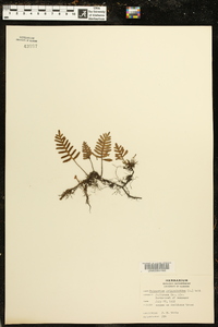 Polypodium polypodioides image