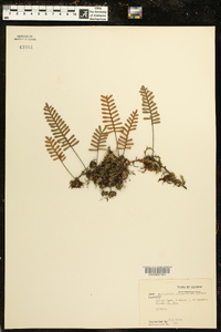 Polypodium polypodioides image