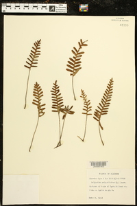 Polypodium polypodioides image