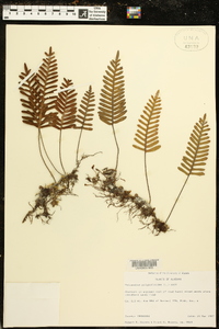 Polypodium polypodioides image