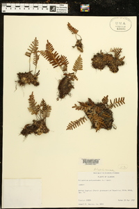 Polypodium polypodioides image