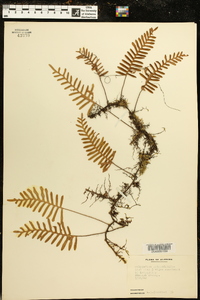 Polypodium polypodioides image