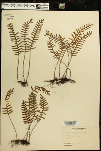 Polypodium polypodioides image