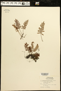 Polypodium polypodioides image