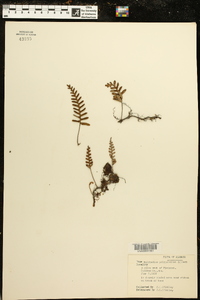 Polypodium polypodioides image