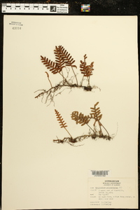 Polypodium polypodioides image