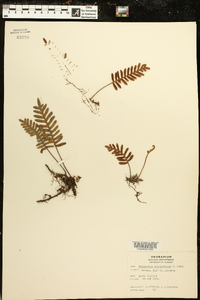 Polypodium polypodioides image