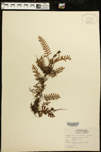 Polypodium polypodioides image