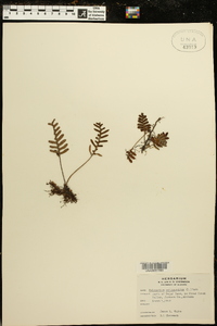 Polypodium polypodioides image