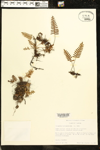 Polypodium polypodioides image