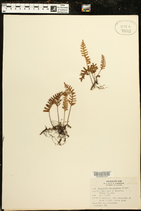 Polypodium polypodioides image