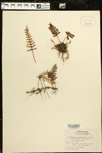 Polypodium polypodioides image