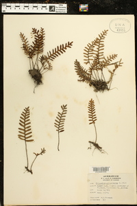 Polypodium polypodioides image