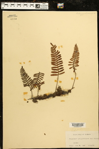 Polypodium polypodioides image