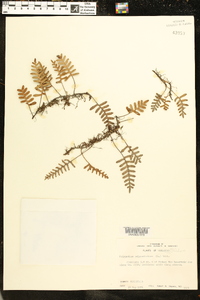 Polypodium polypodioides image