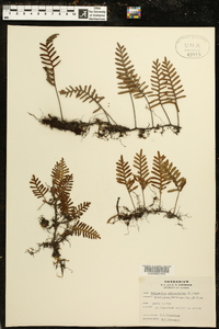 Polypodium polypodioides image