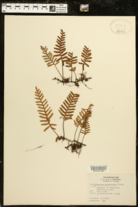 Polypodium polypodioides image