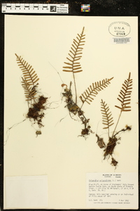 Polypodium polypodioides image