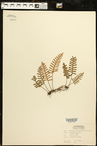 Polypodium polypodioides image