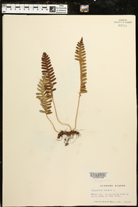 Polypodium vulgare image