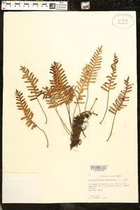 Polypodium polypodioides image