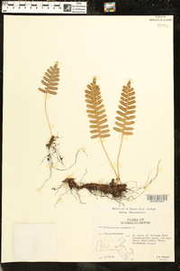 Polypodium vulgare image