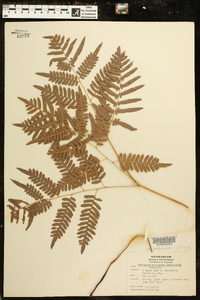 Pteridium aquilinum subsp. pseudocaudatum image