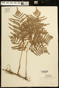 Pteridium aquilinum subsp. pseudocaudatum image