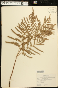 Pteridium aquilinum subsp. pseudocaudatum image