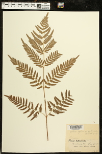 Pteridium aquilinum subsp. pseudocaudatum image