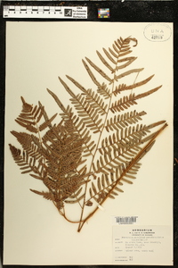 Pteridium aquilinum subsp. pseudocaudatum image