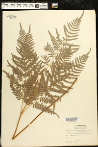 Pteridium aquilinum subsp. pseudocaudatum image