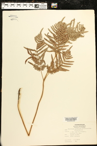 Pteridium aquilinum subsp. pseudocaudatum image