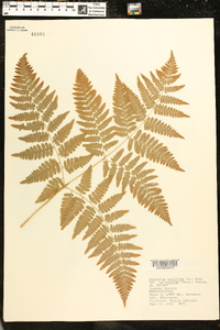 Pteridium aquilinum var. latiusculum image