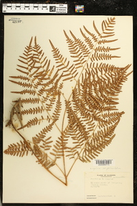 Pteridium aquilinum subsp. pseudocaudatum image