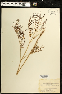 Pteridium aquilinum subsp. pseudocaudatum image