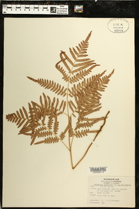 Pteridium aquilinum subsp. pseudocaudatum image