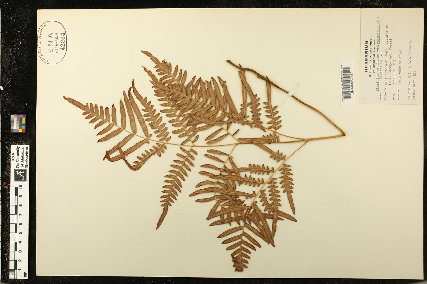 Pteridium aquilinum subsp. pseudocaudatum image