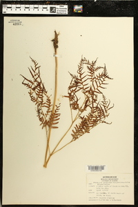 Pteridium aquilinum subsp. pseudocaudatum image