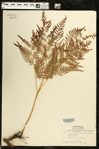 Pteridium aquilinum subsp. pseudocaudatum image