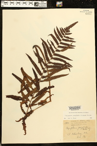 Thelypteris gongylodes image