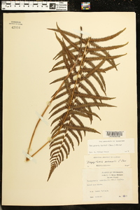 Thelypteris kunthii image