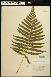 Thelypteris kunthii image