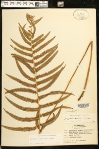 Thelypteris kunthii image