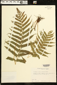 Thelypteris kunthii image