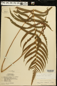 Thelypteris kunthii image