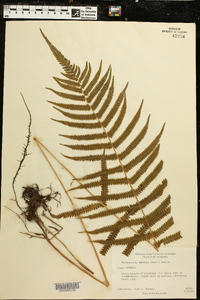 Thelypteris kunthii image