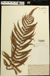 Thelypteris kunthii image