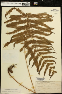 Thelypteris kunthii image